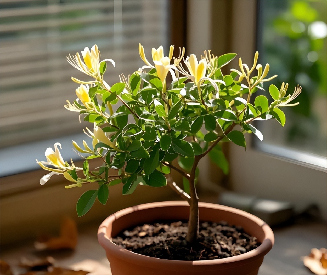 6 loài cây thầy thuốc khen ngợi, thầy phong thủy cũng tán thành, trồng trong nhà CỰC TỐT!- Ảnh 2.