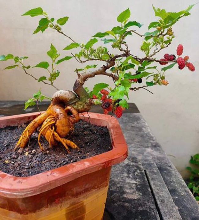 4 loại cây "âm thịnh dương suy", ĐỪNG DẠI rước vào nhà kẻo quanh năm nghèo túng - Ảnh 3.
