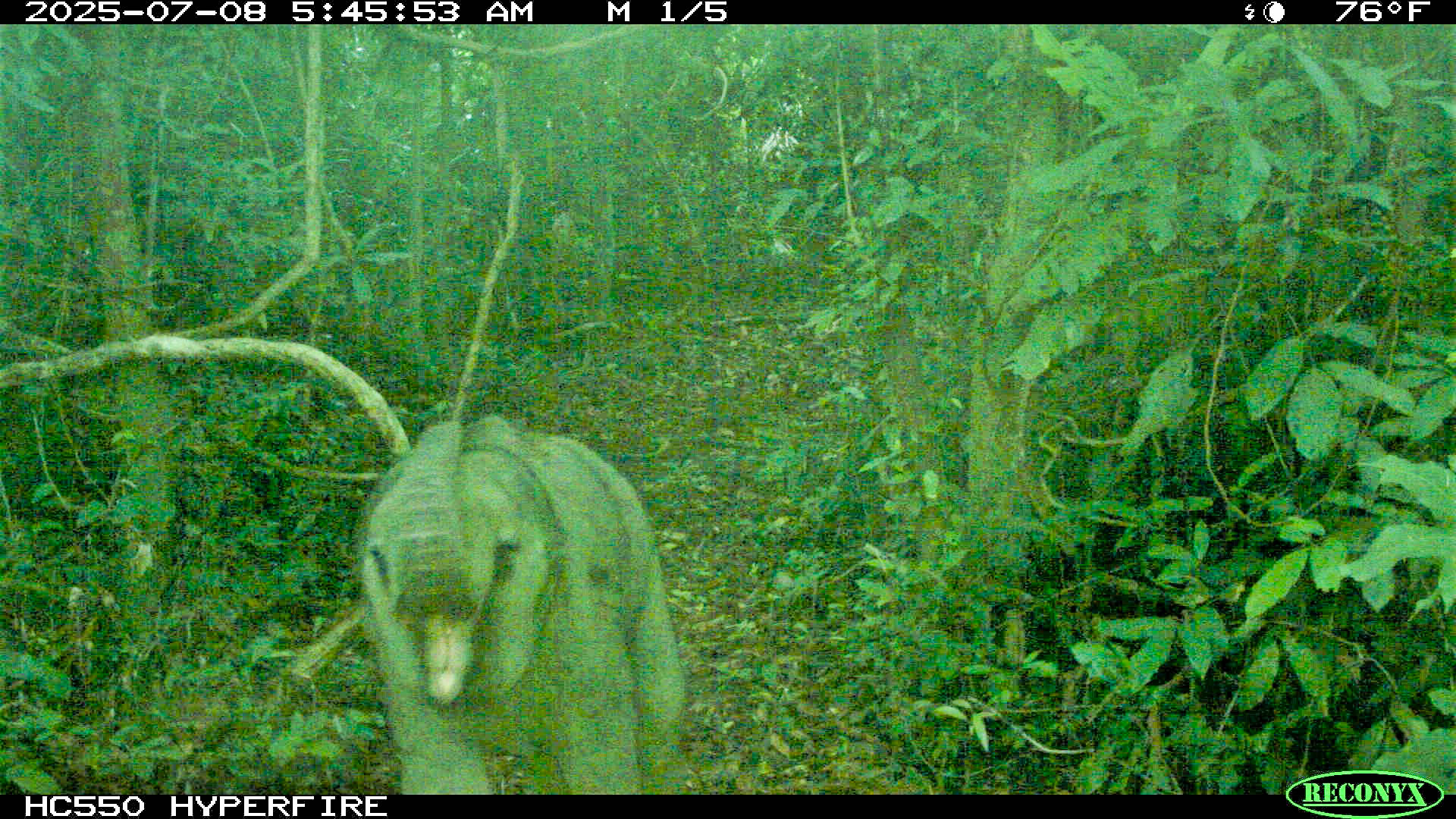 Vỡ òa phát hiện voi con mới sinh trong rừng tự nhiên ở Đà Nẵng- Ảnh 1.