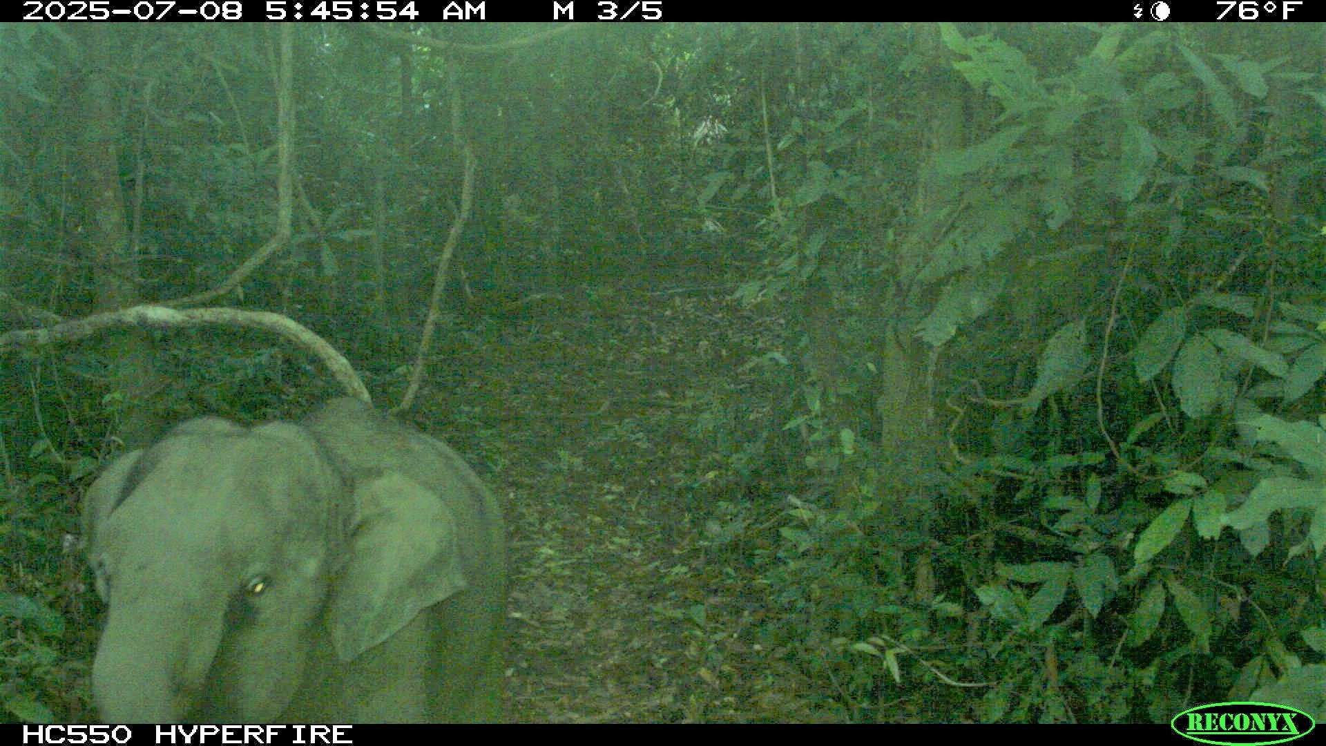 Vỡ òa phát hiện voi con mới sinh trong rừng tự nhiên ở Đà Nẵng- Ảnh 2.