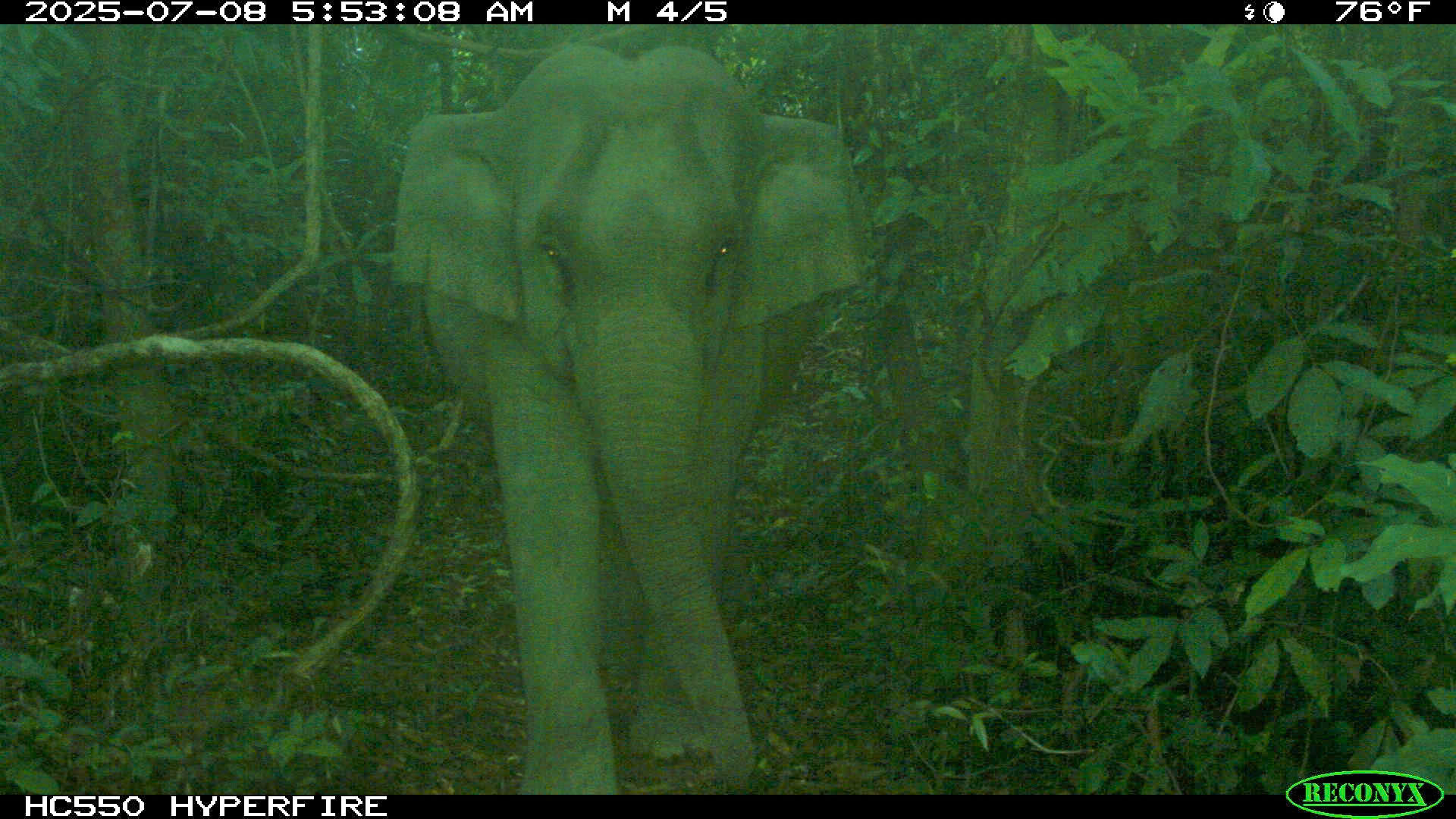 Vỡ òa phát hiện voi con mới sinh trong rừng tự nhiên ở Đà Nẵng- Ảnh 3.