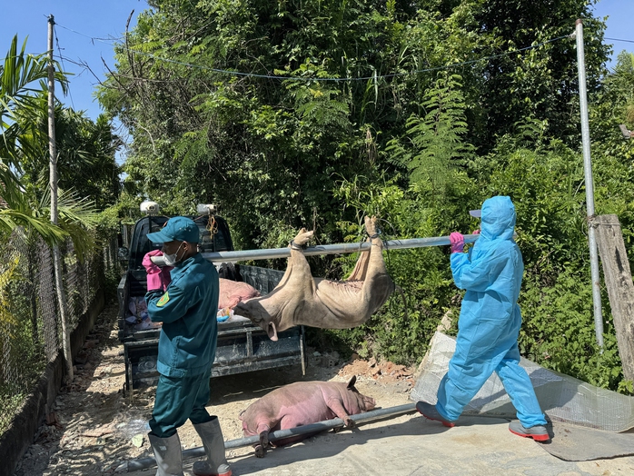 Hàng ngàn con heo chết vì mắc dịch tả heo châu Phi, vì sao vắc-xin chưa được sử dụng rộng rãi?- Ảnh 1. Hàng ngàn con heo chết vì mắc dịch tả heo châu Phi, vì sao vắc-xin chưa được sử dụng rộng rãi?- Ảnh 1.