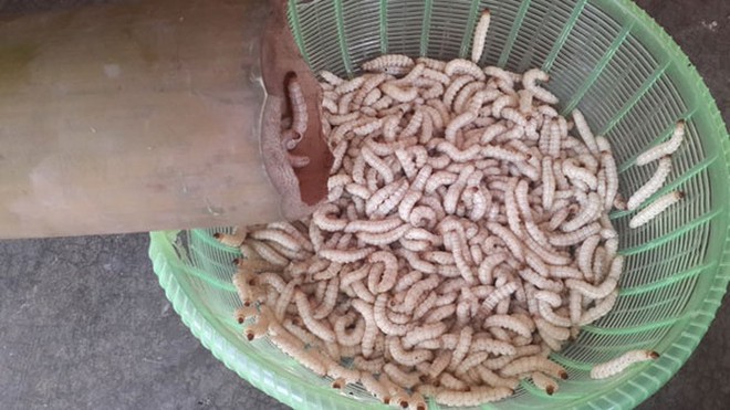 3 món đặc sản ngọ nguậy của Việt Nam khiến du khách nước ngoài khóc thét, người Việt lại mê tít