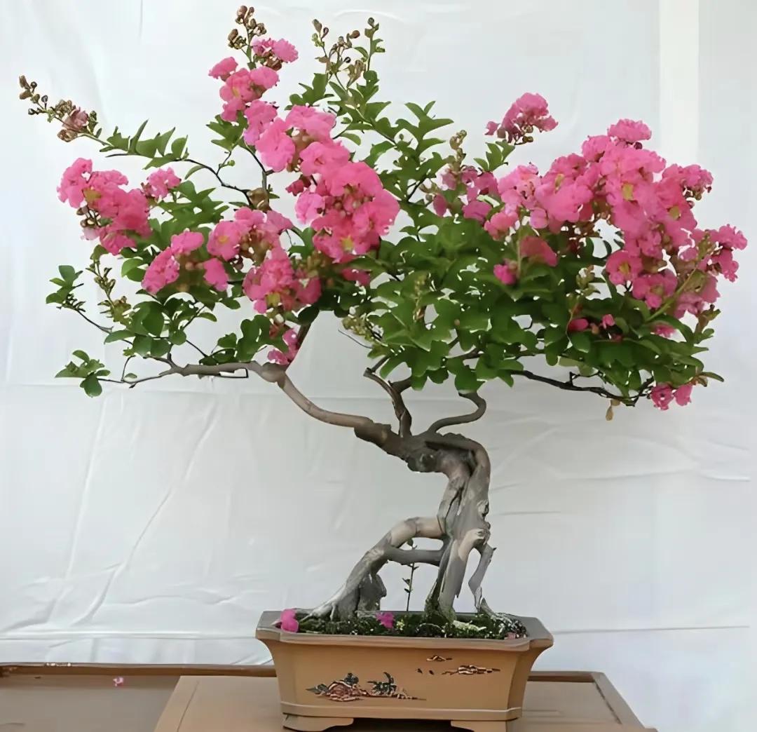 6 loại cây cảnh trường thọ người giàu hay trồng: Có cây sống 200 năm, hoa vẫn nở sau khi chủ nhân mất