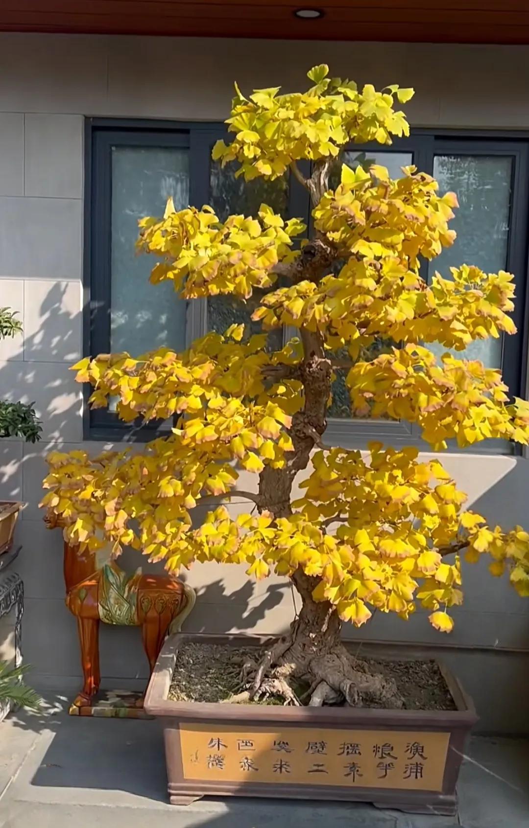 6 loại cây cảnh trường thọ người giàu hay trồng: Có cây sống 200 năm, hoa vẫn nở sau khi chủ nhân mất