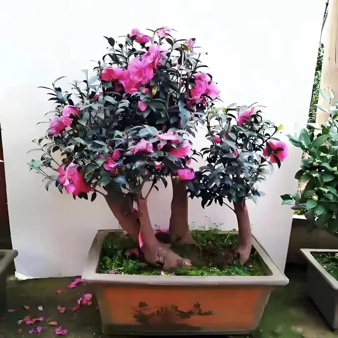 6 loại cây cảnh trường thọ người giàu hay trồng: Có cây sống 200 năm, hoa vẫn nở sau khi chủ nhân mất
