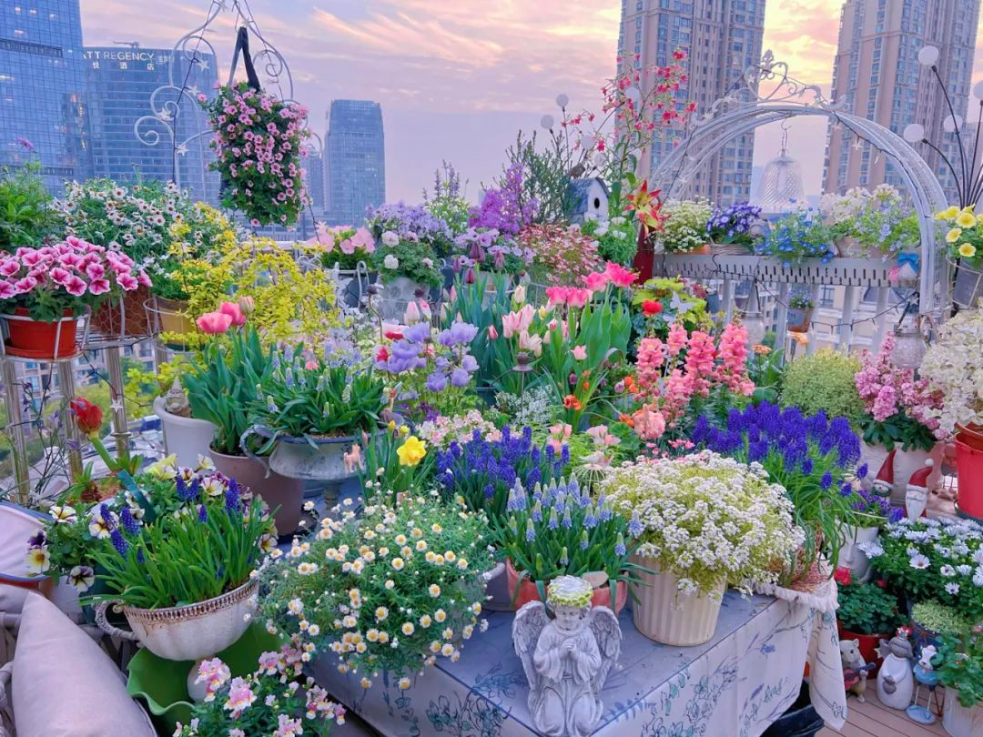 Tôi cải tạo sân thượng 10m² thành vườn hoa nở quanh năm và 4 năm sau khiến ai đến cũng phải trầm trồ