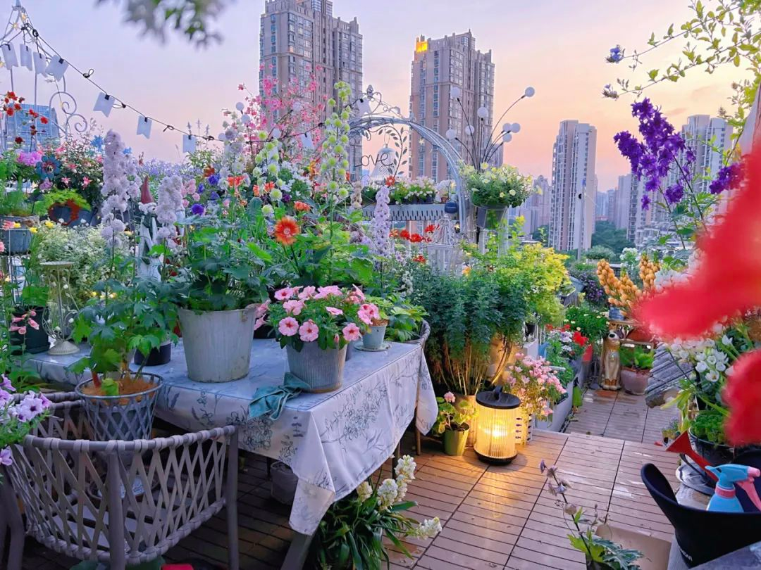 Tôi cải tạo sân thượng 10m² thành vườn hoa nở quanh năm và 4 năm sau khiến ai đến cũng phải trầm trồ