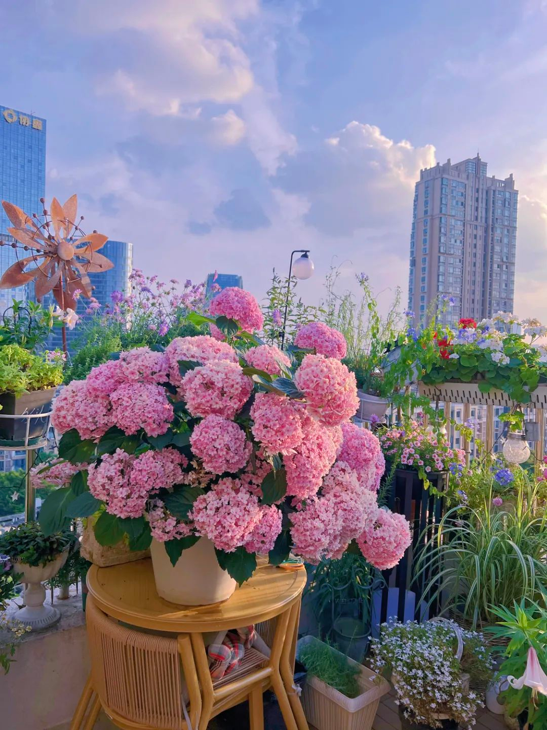 Tôi cải tạo sân thượng 10m² thành vườn hoa nở quanh năm và 4 năm sau khiến ai đến cũng phải trầm trồ