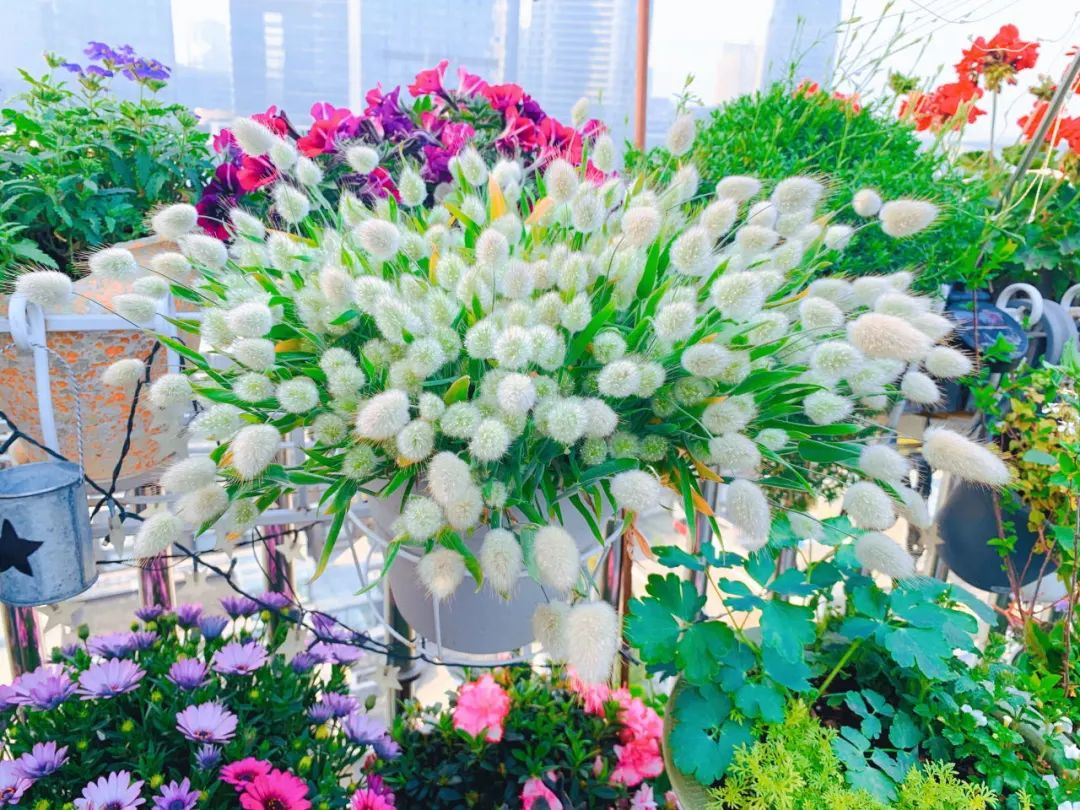 Tôi cải tạo sân thượng 10m² thành vườn hoa nở quanh năm và 4 năm sau khiến ai đến cũng phải trầm trồ