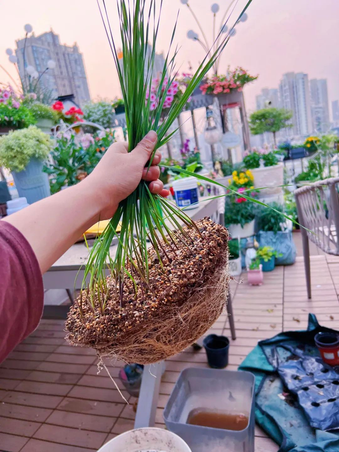Tôi cải tạo sân thượng 10m² thành vườn hoa nở quanh năm và 4 năm sau khiến ai đến cũng phải trầm trồ