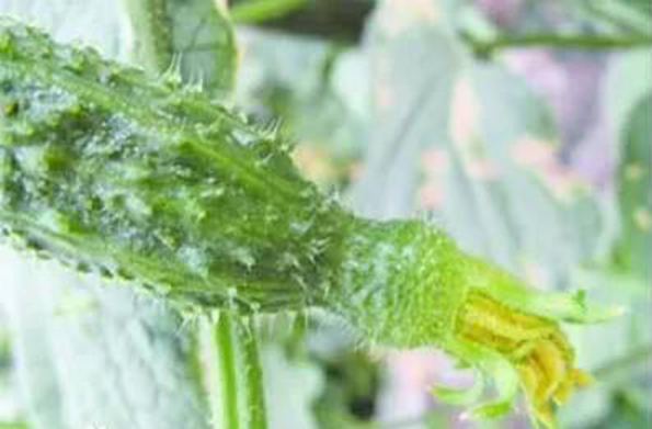 3 loại rau quả "ngậm đầy hóa chất", bán rẻ như cho người khôn ngoan cũng lắc đầu bỏ đi- Ảnh 2.