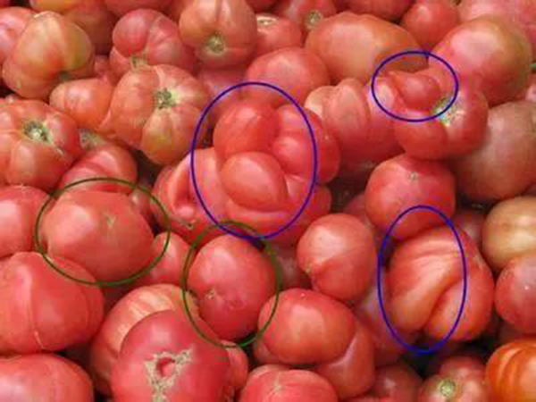 3 loại rau quả "ngậm đầy hóa chất", bán rẻ như cho người khôn ngoan cũng lắc đầu bỏ đi- Ảnh 1.