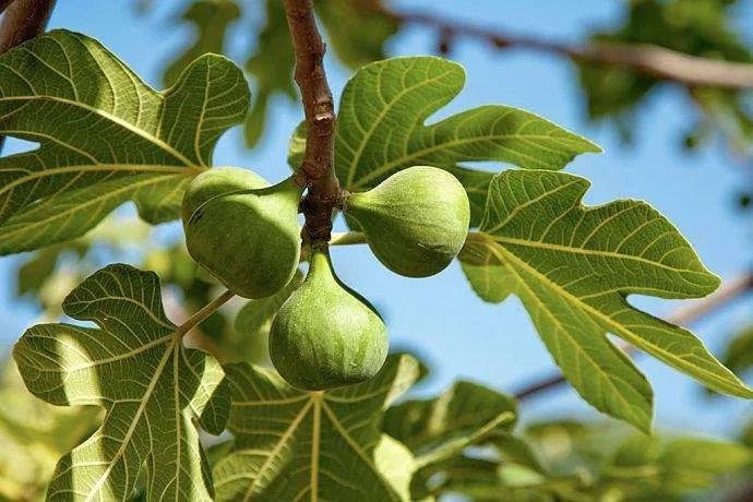 6 cây ăn quả "hút lộc" cho chủ: Cây càng thịnh thì người càng vượng - Ảnh 3. 6 cây ăn quả "hút lộc" cho chủ: Cây càng thịnh thì người càng vượng - Ảnh 3.
