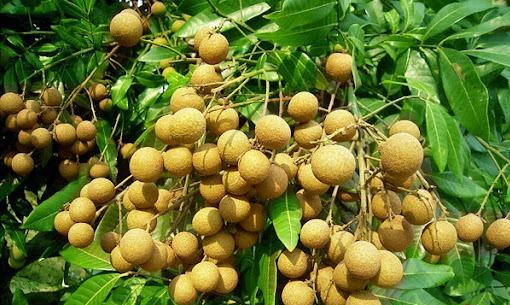 6 cây ăn quả "hút lộc" cho chủ: Cây càng thịnh thì người càng vượng - Ảnh 5. 6 cây ăn quả "hút lộc" cho chủ: Cây càng thịnh thì người càng vượng - Ảnh 5.