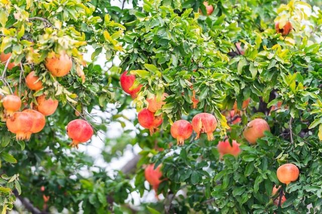 6 cây ăn quả "hút lộc" cho chủ: Cây càng thịnh thì người càng vượng - Ảnh 1. 6 cây ăn quả "hút lộc" cho chủ: Cây càng thịnh thì người càng vượng - Ảnh 1.