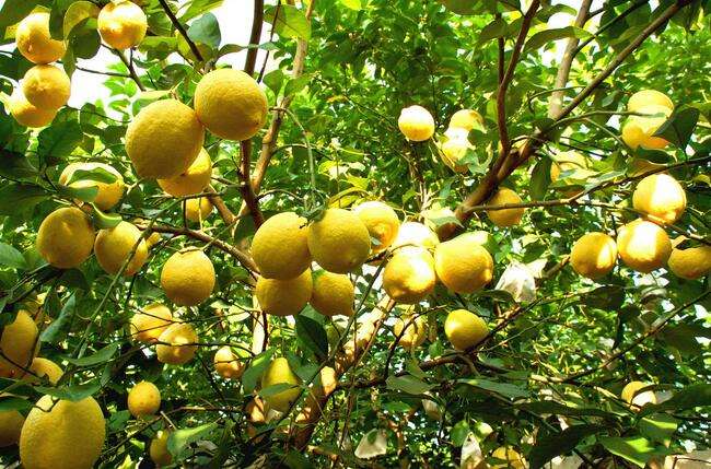 6 cây ăn quả "hút lộc" cho chủ: Cây càng thịnh thì người càng vượng - Ảnh 6. 6 cây ăn quả "hút lộc" cho chủ: Cây càng thịnh thì người càng vượng - Ảnh 6.