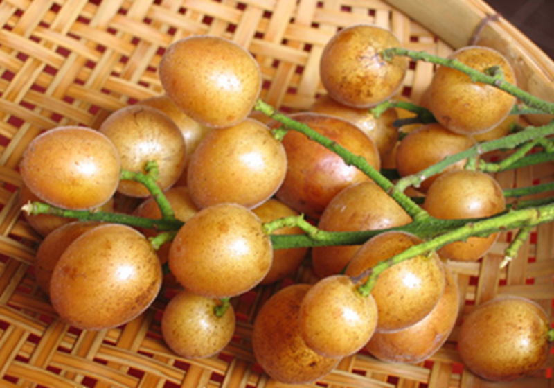 Loại quả dại ở Việt Nam lại là "trái vàng" được săn lùng tại Trung Quốc, từ rễ đến hạt đều "bổ như sâm" - Ảnh 2. Loại quả dại ở Việt Nam lại là "trái vàng" được săn lùng tại Trung Quốc, từ rễ đến hạt đều "bổ như sâm" - Ảnh 2.