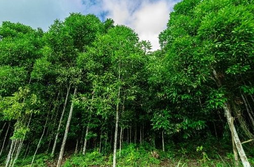 ‘Trợ lực’ từ Indonesia đổ bộ giúp Việt Nam thống lĩnh một mặt hàng của thế giới: Là loại cây từ gốc đến ngọn đều ra tiền, thu về hàng trăm triệu USD mỗi năm - Ảnh 1.