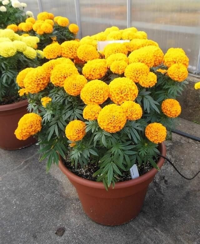 4 loại hoa KHÔNG đặt trên bàn thờ vì phật ý bề trên: Loại cuối nhiều người vẫn mua nhầm!- Ảnh 5. 4 loại hoa KHÔNG đặt trên bàn thờ vì phật ý bề trên: Loại cuối nhiều người vẫn mua nhầm!- Ảnh 5.