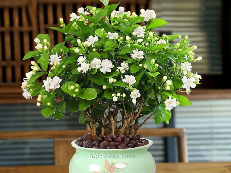 4 loại hoa KHÔNG đặt trên bàn thờ vì phật ý bề trên: Loại cuối nhiều người vẫn mua nhầm!- Ảnh 4. 4 loại hoa KHÔNG đặt trên bàn thờ vì phật ý bề trên: Loại cuối nhiều người vẫn mua nhầm!- Ảnh 4.