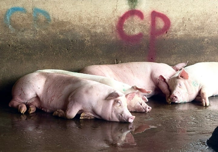 Bộ Công an làm rõ động cơ phát tán hình ảnh tố C.P. Việt Nam bán thịt heo bệnh- Ảnh 1.