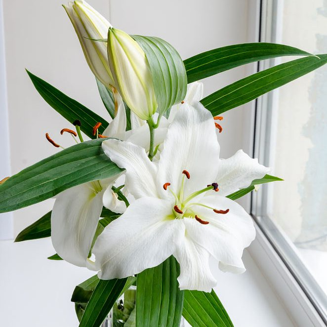 4 loại hoa KHÔNG đặt trên bàn thờ vì phật ý bề trên: Loại cuối nhiều người vẫn mua nhầm!- Ảnh 2. 4 loại hoa KHÔNG đặt trên bàn thờ vì phật ý bề trên: Loại cuối nhiều người vẫn mua nhầm!- Ảnh 2.