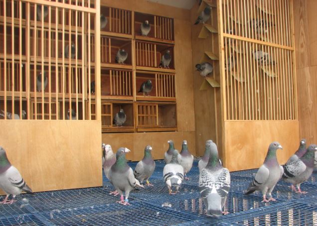 Mua nhà 8,5 tỷ đồng, 7 năm sau mới “ngã ngửa” vì nhà mất giá hơn 1 tỷ: Người đàn ông đòi môi giới hoàn tiền vì không ai nói tôi sống dưới… 2 chuồng bồ câu