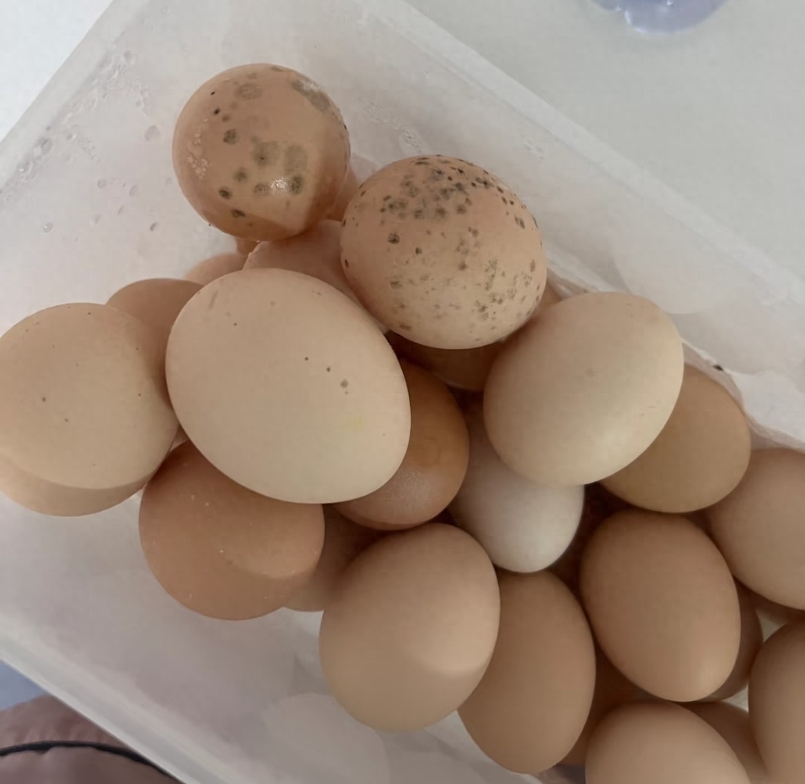 2 loại trứng gà nhiễm khuẩn