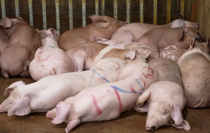 Phá đường dây giết mổ lợn bệnh rồi bán khắp các chợ, nhà hàng Hà Nội- Ảnh 1.