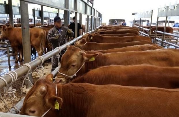 'Đây là khủng hoảng lớn nhất từ khi tôi làm nông'