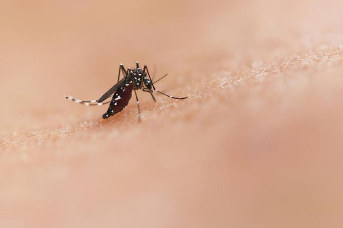 Chikungunya bùng phát ở nhiều nước, Bộ Y tế chỉ đạo khẩn- Ảnh 1.