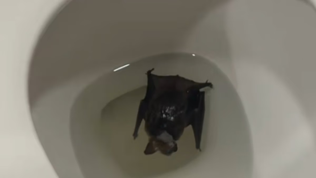 Người phụ nữ được yêu cầu đến thẳng bệnh viện sau khi phát hiện "sinh vật đáng sợ" trong phòng tắm- Ảnh 2.