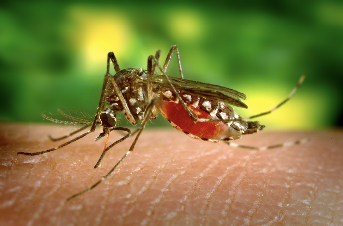 Bệnh Chikungunya bùng phát ở nhiều nước, TP HCM từng có ca bệnh- Ảnh 1. Bệnh Chikungunya bùng phát ở nhiều nước, TP HCM từng có ca bệnh- Ảnh 1.