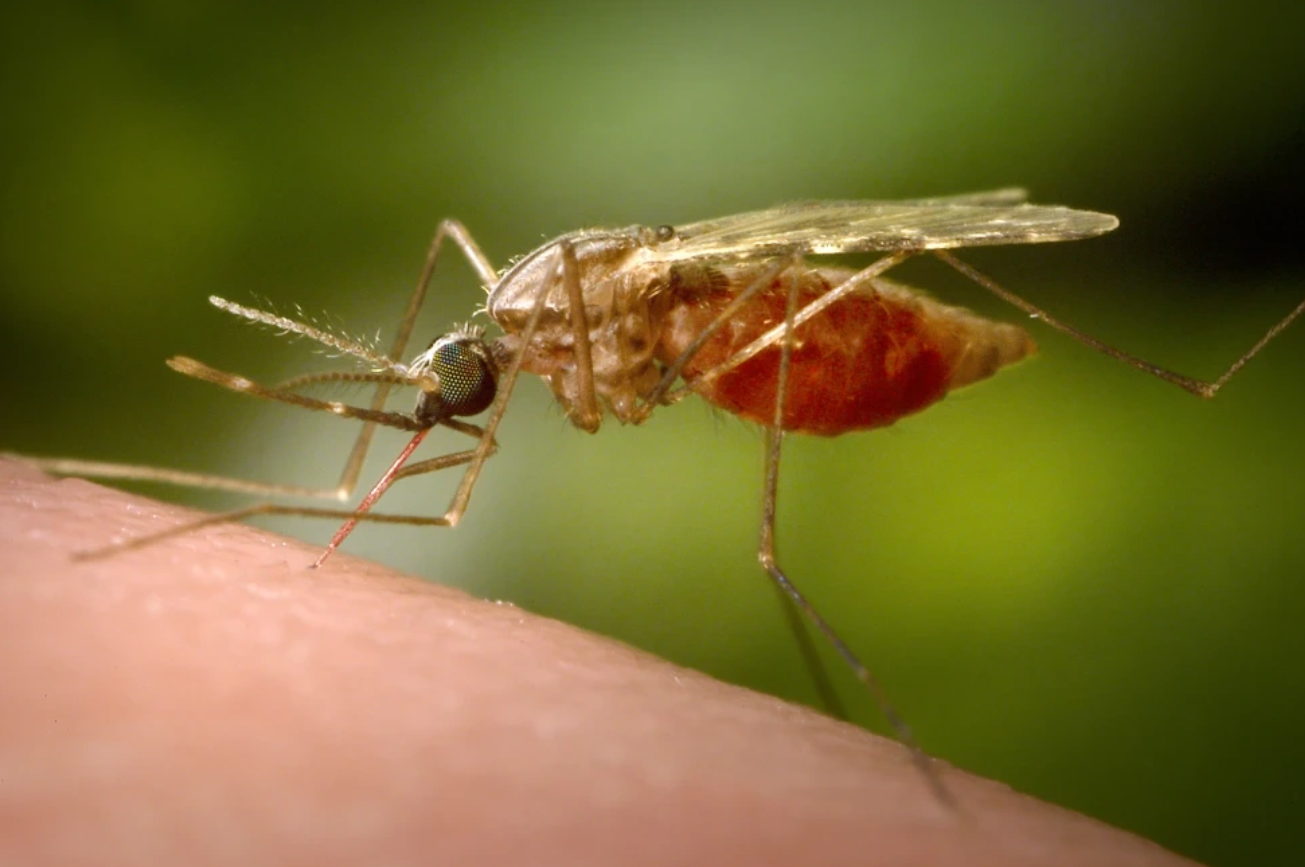 240.000 ca mắc Chikungunya toàn cầu, nhiều quốc gia gửi cảnh báo tới người dân