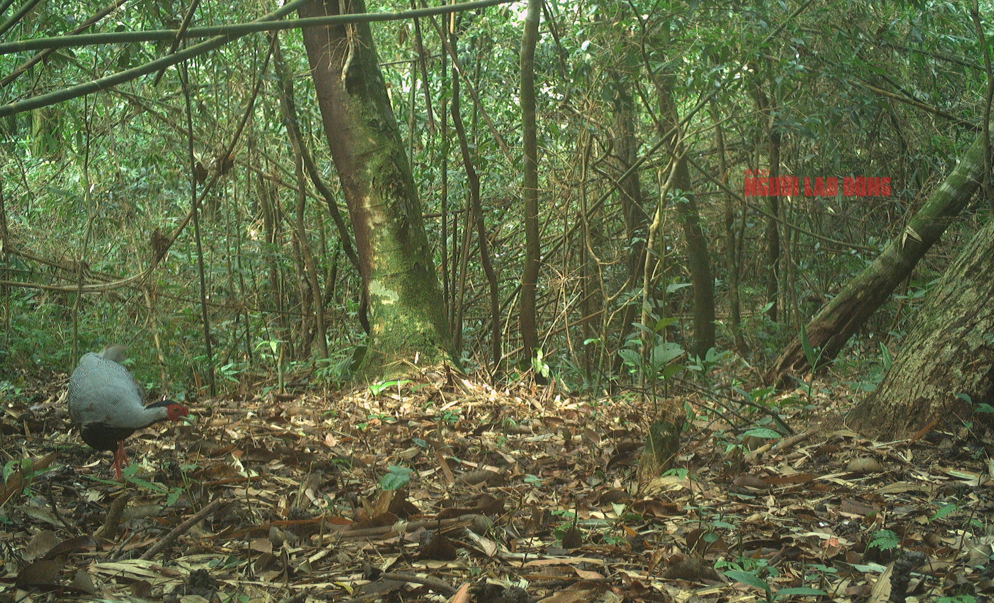 Cận cảnh loài gà lôi trắng mà một nông dân vừa bị kết án tù vì nuôi, mua bán- Ảnh 1.