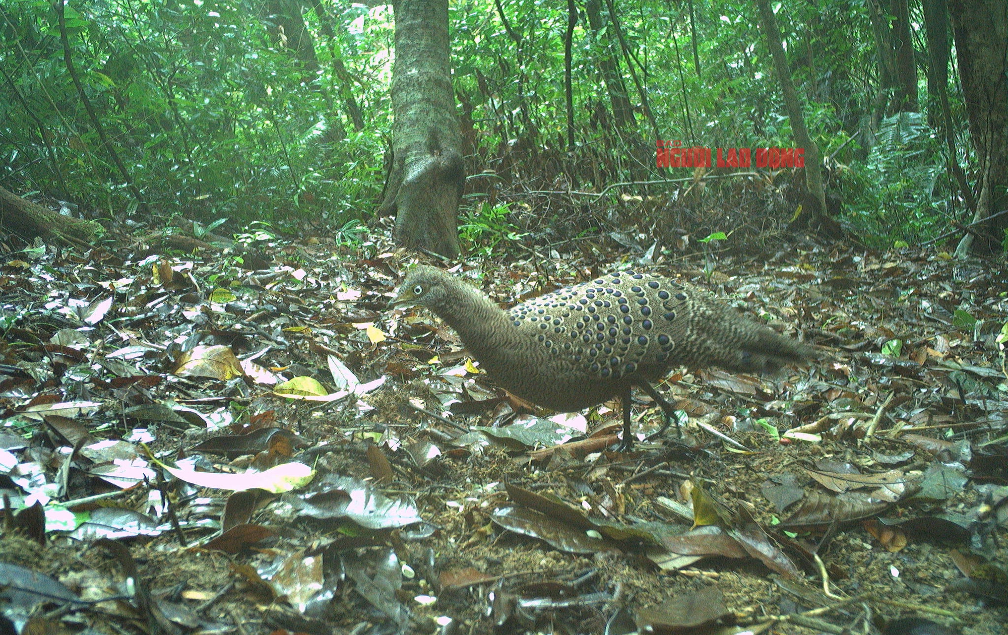 Cận cảnh loài gà lôi trắng mà một nông dân vừa bị kết án tù vì nuôi, mua bán- Ảnh 6.