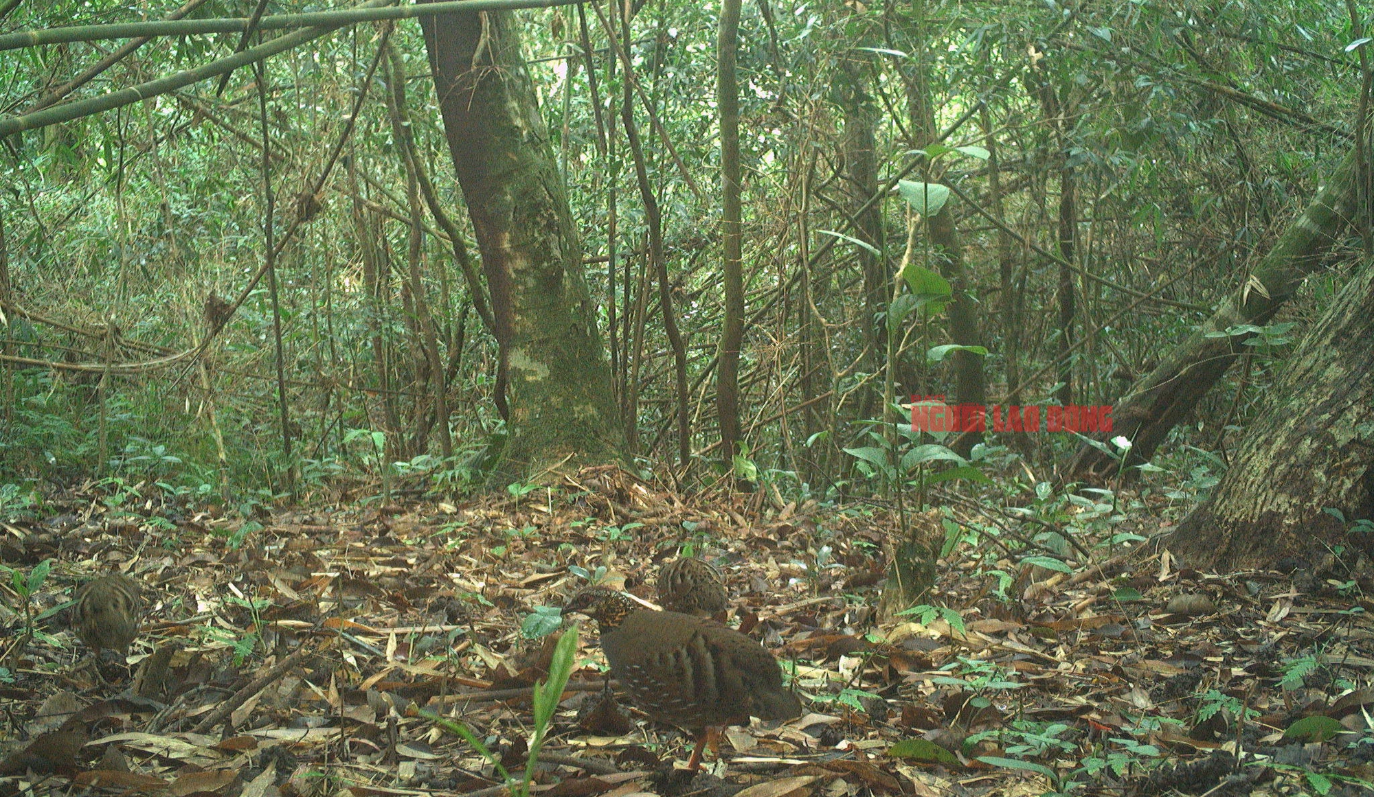 Cận cảnh loài gà lôi trắng mà một nông dân vừa bị kết án tù vì nuôi, mua bán- Ảnh 7.