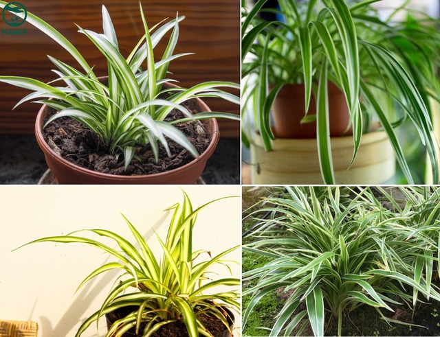 1 cây cảnh hơn 10 chậu trầu bà, lá dày tán rộng, lọc không khí đỉnh như 1 cây cảnh hơn 10 chậu trầu bà, lá dày tán rộng, lọc không khí đỉnh như