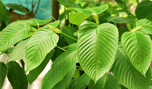 Người đàn ông tử vong sau khi uống thực phẩm chức năng “thuần tự nhiên”: Bác sĩ cảnh báo loại lá cây có tác dụng tương đương ma túy