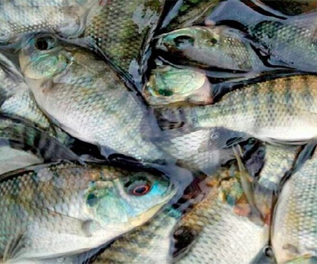 Loại cá được ví như "thuốc tiên" giá bình dân, ít xương dăm mà giàu protein bậc nhất - Ảnh 1.
