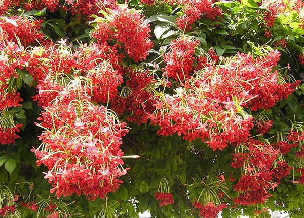 Cây này leo vòm như khúc nhạc, nở hoa thơm xa 7 dặm, rước quý nhân, gọi Thần Tài đến nhà- Ảnh 2.