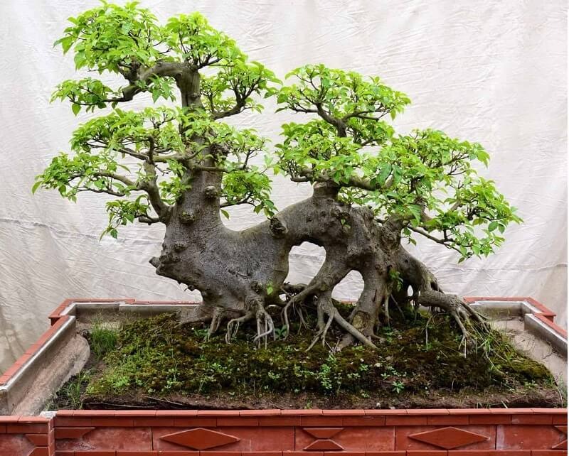 Ông bà trồng cây con cháu hưởng lợi: 1 cây bình dân nhưng “đắt giá” hơn lan hồ điệp, sống hàng chục năm, càng già càng sinh lộc- Ảnh 1.