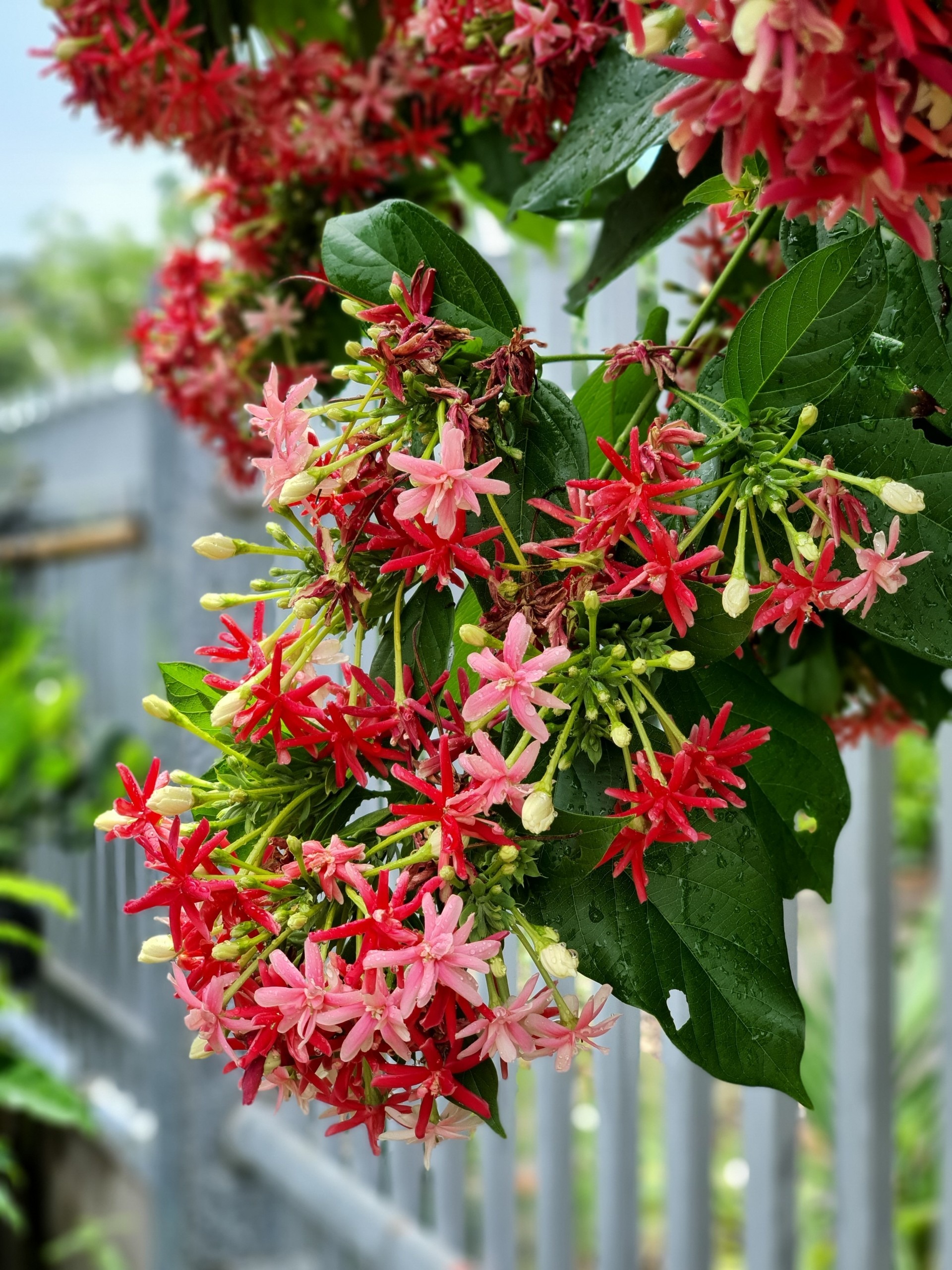 Cây này leo vòm như khúc nhạc, nở hoa thơm xa 7 dặm, rước quý nhân, gọi Thần Tài đến nhà- Ảnh 1.