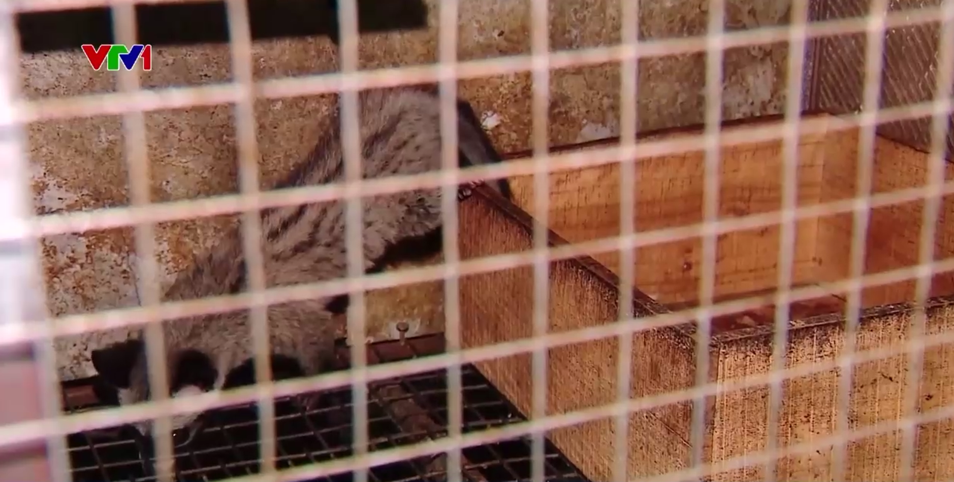 Làm giàu từ nuôi động vật hoang dã: Lợi nhuận cao, rủi ro dịch bệnh rình rập - Ảnh 2.