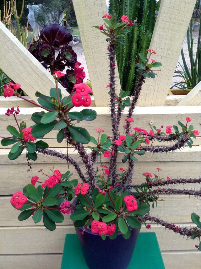 4 loại hoa phá tài người giàu không dám trồng, người nghèo lại bất chấp không để ý- Ảnh 1.