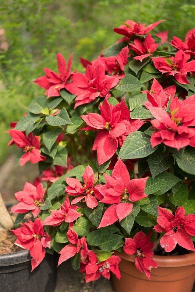 4 loại hoa phá tài người giàu không dám trồng, người nghèo lại bất chấp không để ý- Ảnh 2.