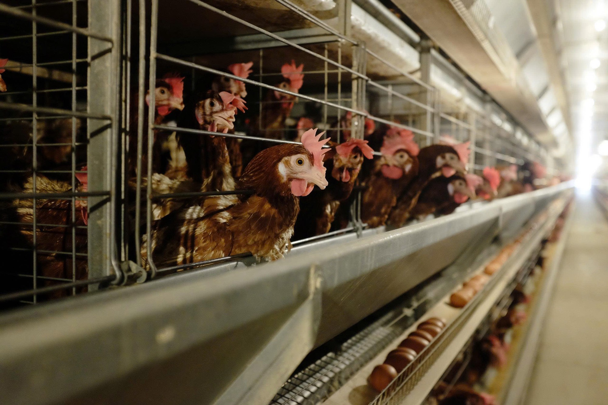 Đàn gà của tỷ phú Trần Đình Long đẻ 1 triệu quả trứng mỗi ngày, lợi nhuận tăng trưởng 135% - Ảnh 3.