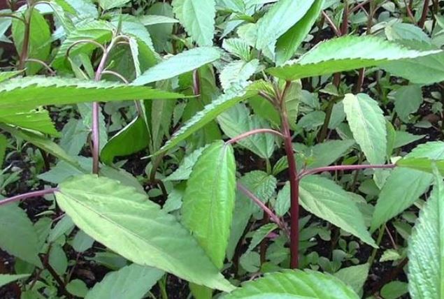 Loại rau ít "ngậm" thuốc trừ sâu nhất chợ, người Nhật "mê tít", ở Việt Nam mọc đầy bờ rào - Ảnh 1.