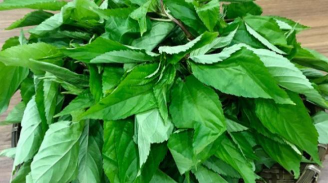 Loại rau ít "ngậm" thuốc trừ sâu nhất chợ, người Nhật "mê tít", ở Việt Nam mọc đầy bờ rào - Ảnh 2.